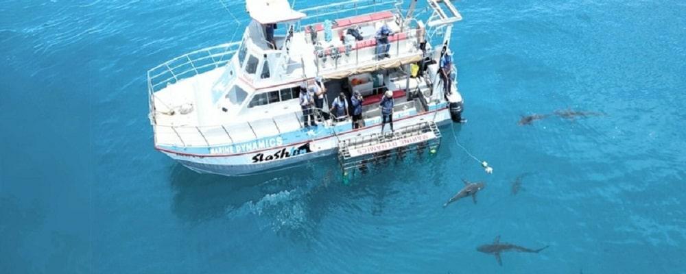 Why Shark Cage Diving in Gansbaai Should Be on Every Adventure Lover’s Bucket List