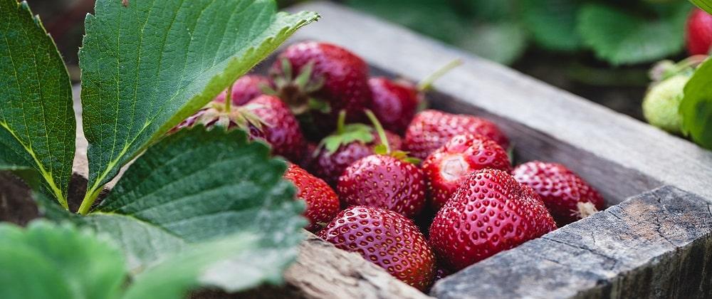 Coming Soon: Berry Picking Season At The Strawberry Farm in Harties