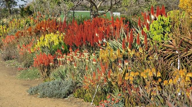 Visit Harties For The Aloe Festival 2019