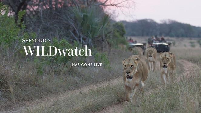 Game Drive Live Stream Sessions