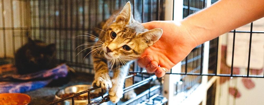 Animal Shelters To Help Out This Mandela Day