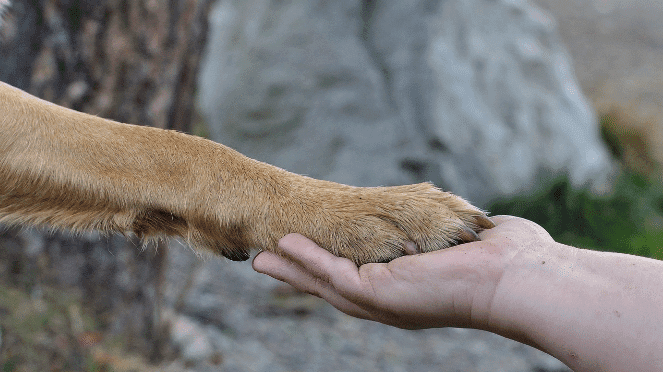 Animal Charity Shops in Joburg