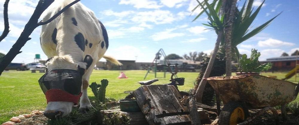 Asher's Farm Sanctuary: A Haven for Rescued Animals & A Must-Visit For Families