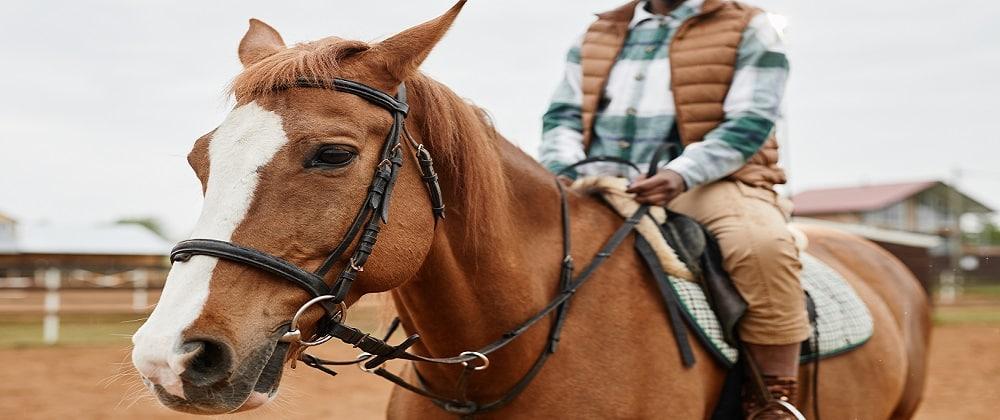 Horseback Riding Trails Near Joburg