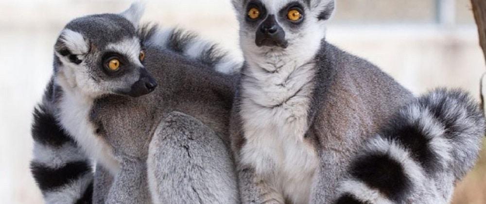 Swing By The Benoni Monkey & Bird Sanctuary