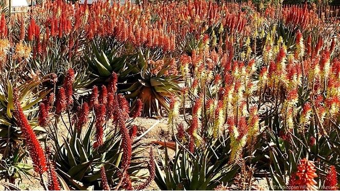 2019 Annual Big Aloe Festival