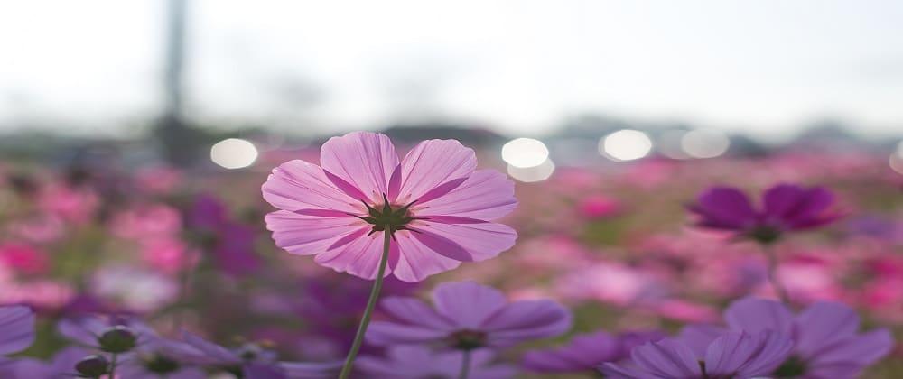 The Blooming Beauty of Joburg: Best Spots To Witness Spring Flowers