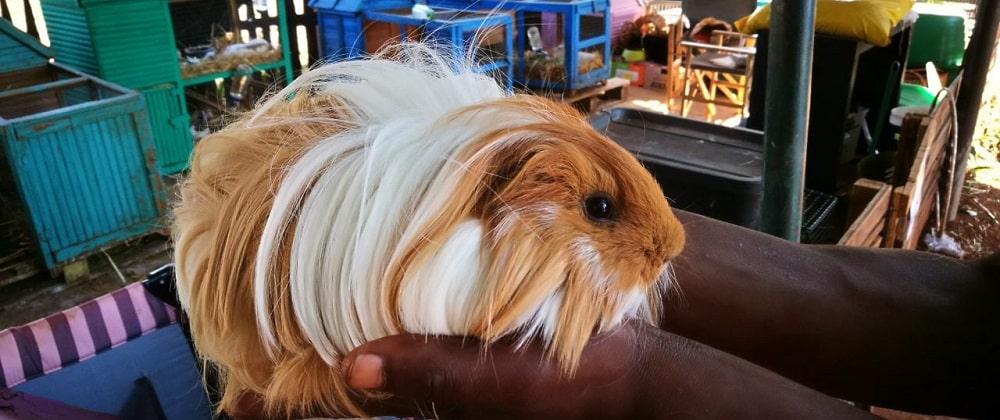 Bunny Hop Haven: Cuddle Up With Cuteness