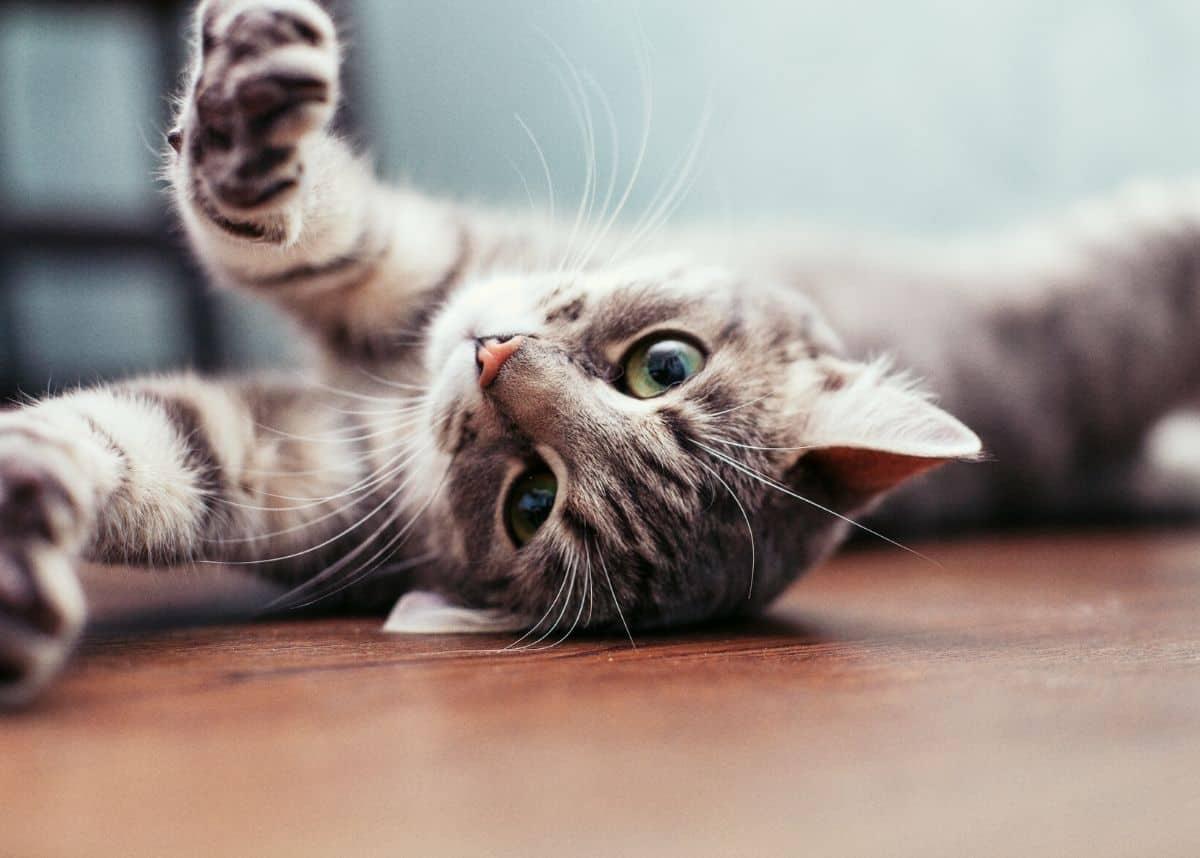 Coronavirus update: Cat tests positive in Hong Kong