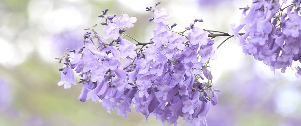 Top Spots To View The Jacarandas Bloom In Joburg