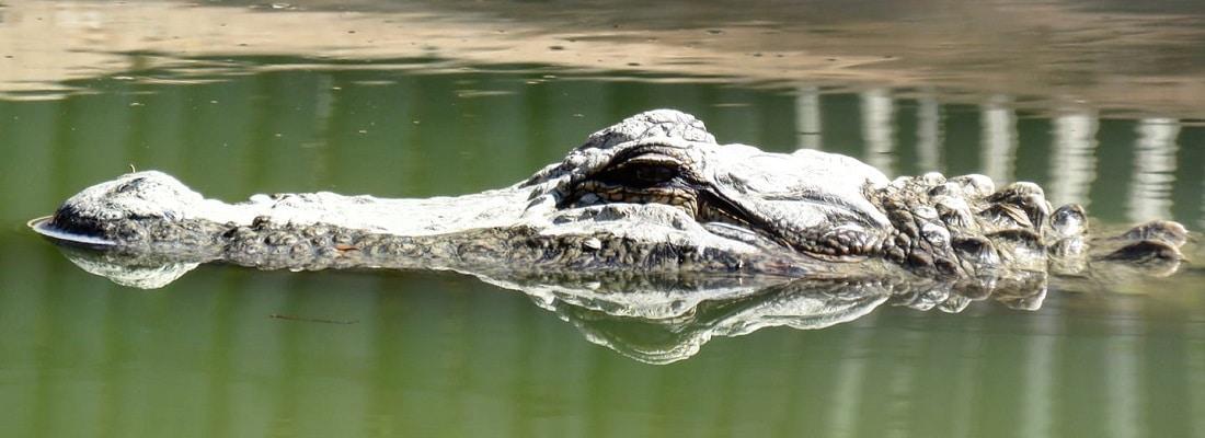 Why You Need To Visit Croc City Crocodile & Reptile Park
