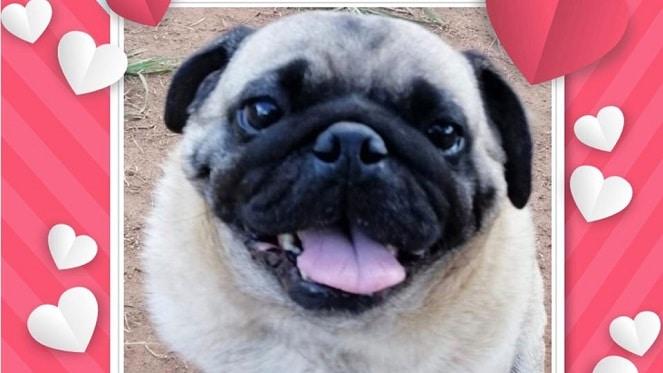 Date a rescue this Valentine's Day