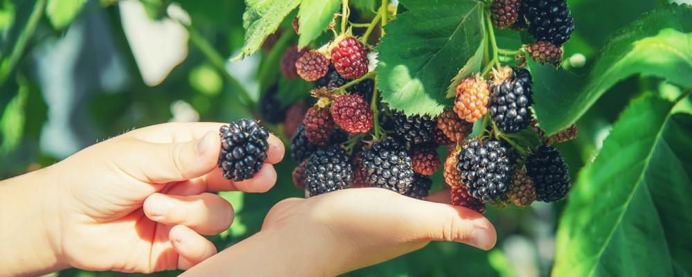 Field Berry Farm: Blackberry Picking Open Day