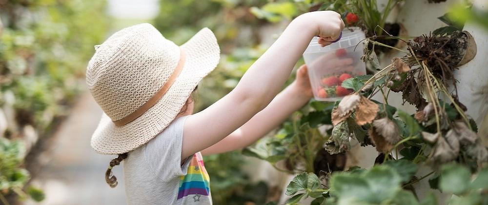 Springtime Fun: Fruit Picking Near Johannesburg