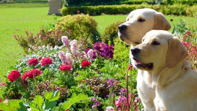 The Gardens Of St Christopher Open Garden With SA Guide-Dogs
