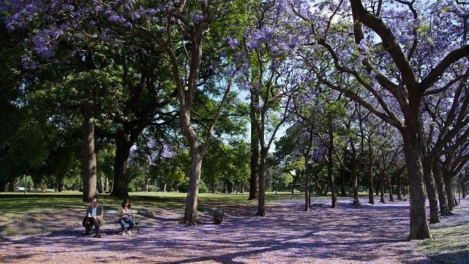 The Kensington Jacaranda Walk