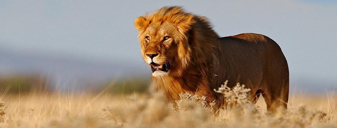 The Lion & Safari Park Is A Must-Visit For The Whole Family!