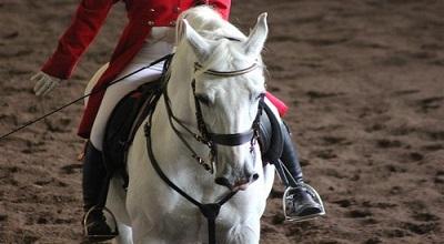Lipizzaners Sunday Show