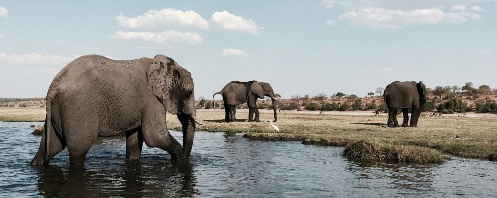 Best African Countries to Visit for Wildlife