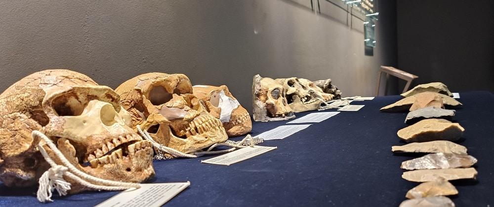 Explore The History Of Mankind At The WITS Origins Centre