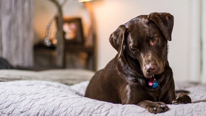 Here’s How To Keep You And Your Dog Entertained at Home