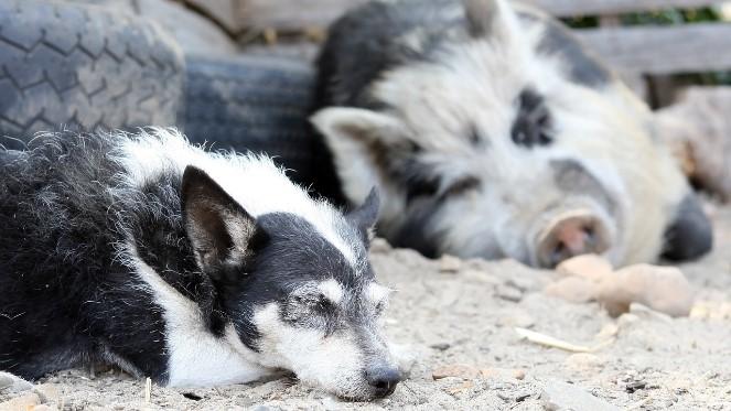 Animal Shelters For All Varieties Of Animals