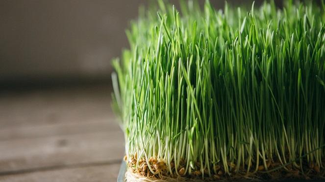 UME Health Cafe Comes To Clearwater Mall