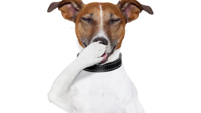 Woodrock Animal Rescue Comedy Night