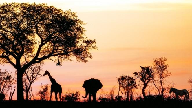 Africa Weeks For The Animals