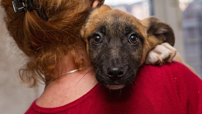 #SupportLocal: Joburg Animal Rescues In The City