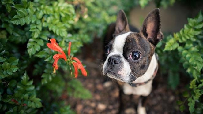 What to Expect When You're Expecting... A New Puppy!