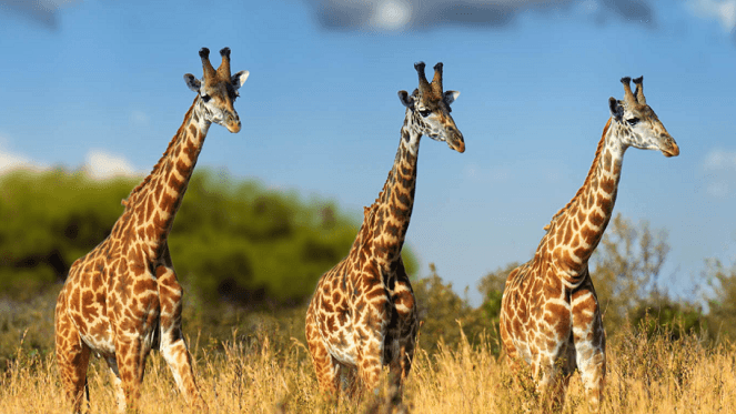 The Lion & Safari Park Is A Must-Visit For The Whole Family!