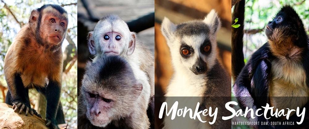 A Wild Adventure at The Bushbaby & Monkey Sanctuary