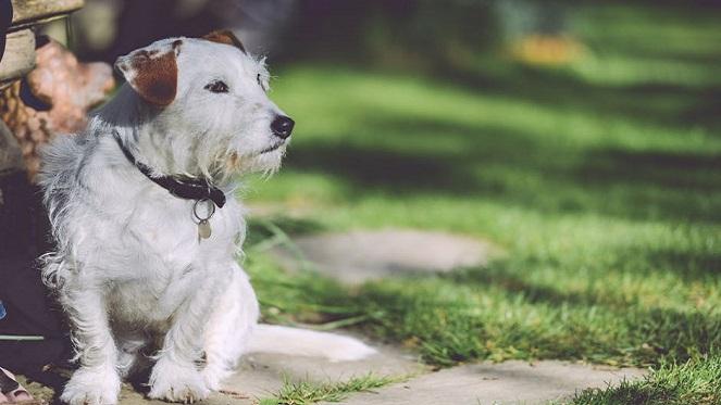 Sandton Marlboro SPCA MuttWalk 2019