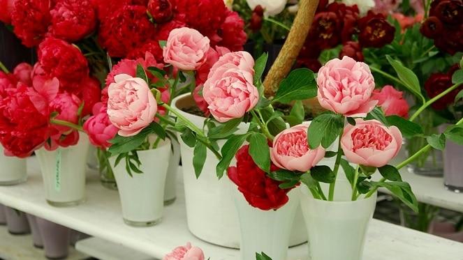 Annual Rose Show At Morningside Shopping Centre