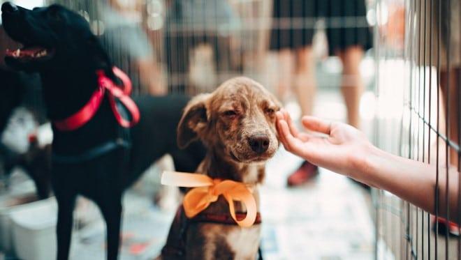 Help Your Local Animal Shelter Survive The Winter Chill