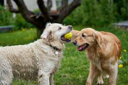 Golden Retriever Day